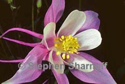 columbine thumbnail graphic